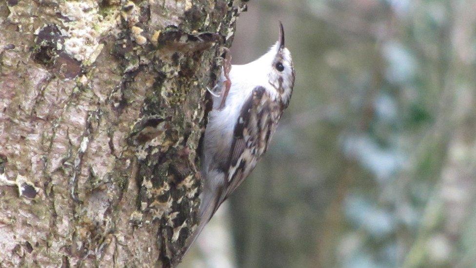 Treecreeper