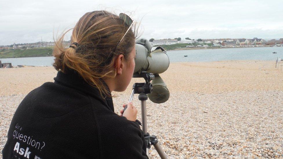 Chesil Beach Little Tern project