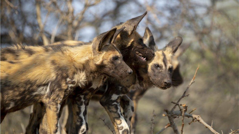 Wild dog puppies playing around after a kill. These animals are incredibly endangered.