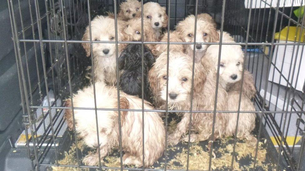 Puppies in cage