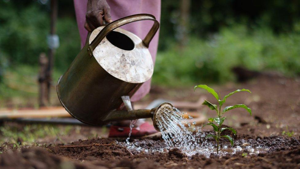 Saplings being watered in Kenya