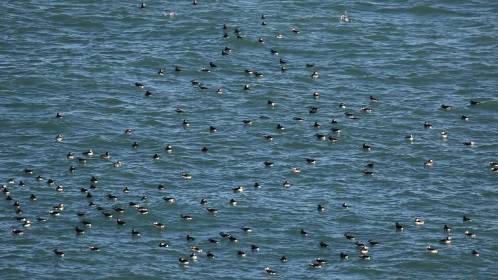 Puffins on the sea