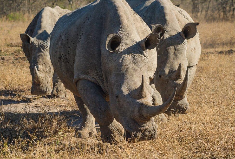 A group of Zululand white rhinos