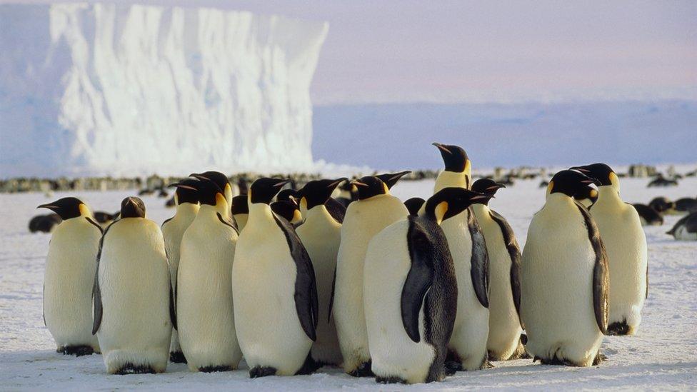 Emperor penguins