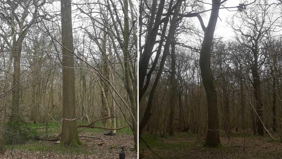 Oak trees on Forestry England land near Swindon