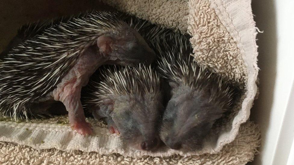 Ten day old hoglets in an incubator