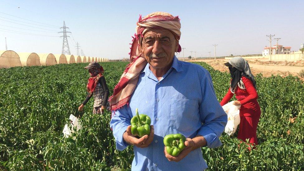 Work in a Jordanian pepper field