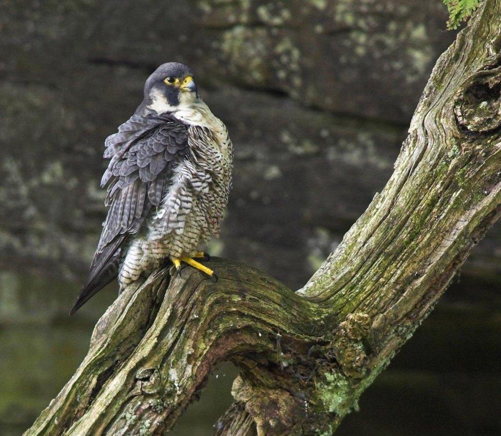 Peregrine falcon