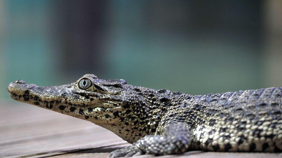 Cuban crocodile