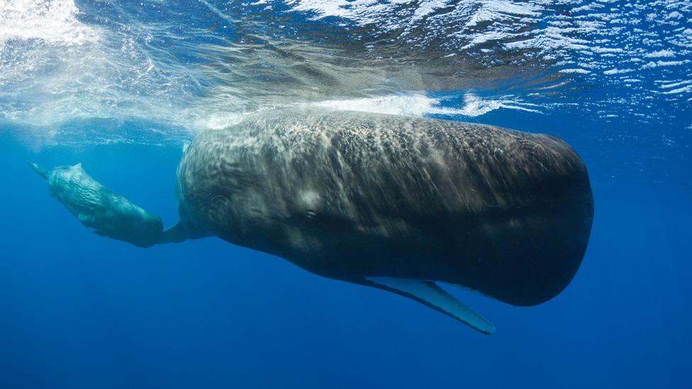 Sperm Whale Mother and Calf, Physeter macrocephalus, Caribbean Sea, Dominica