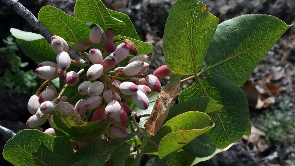 Pistachio seeds growing