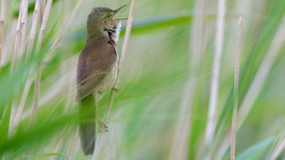 Savi's warblers