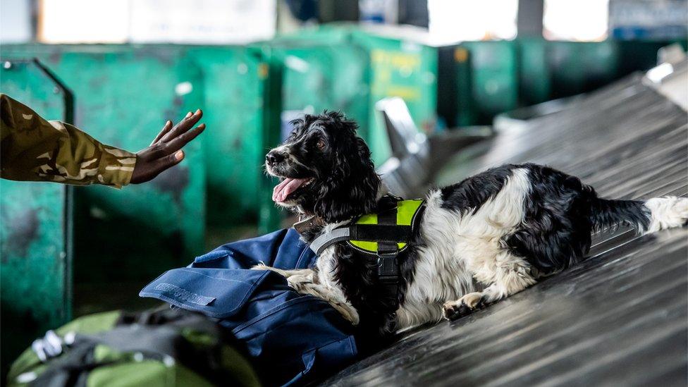 A springer spaniel on a conveyor belt at Jomo Kenyatta International Airport looking at the hand of a handler - Nairobi, Kenya