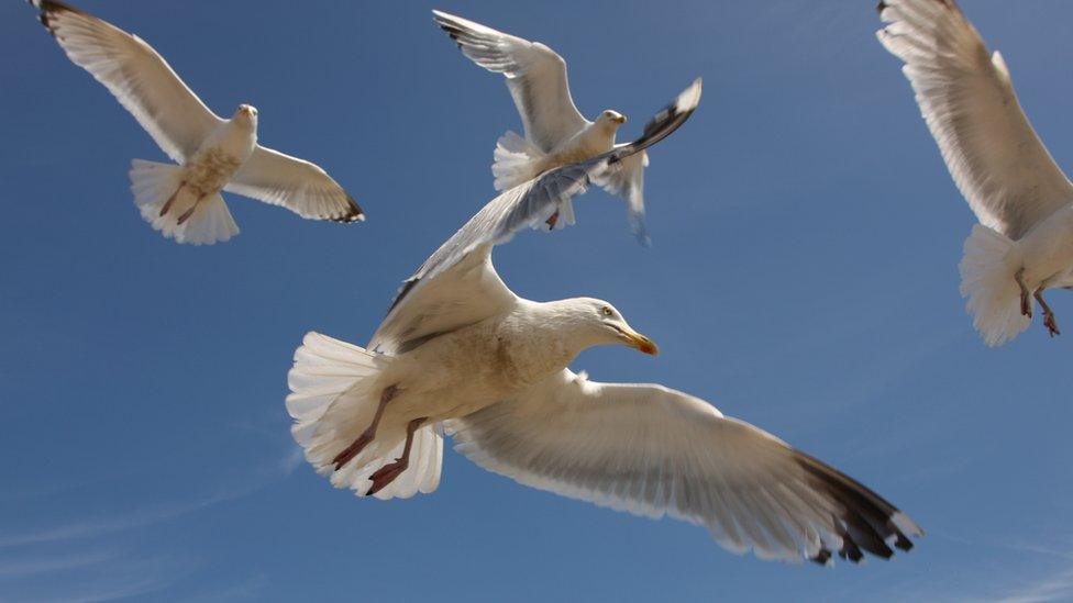 four seagulls fly in the sky