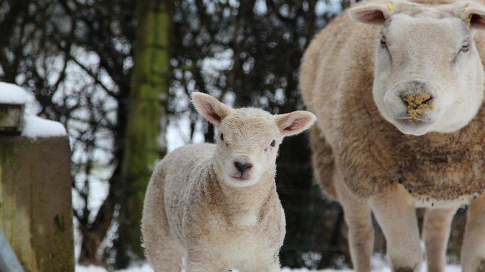 sheep in Augher, Co. Tyrone