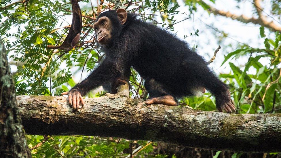 A juvenile Chimpanzee