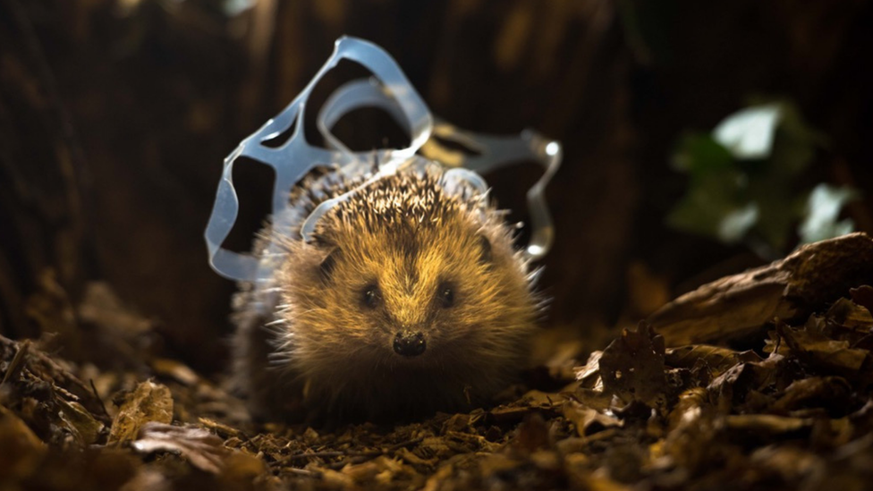 Hedgehog covered in plastic.