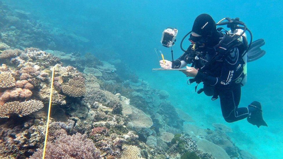 Researcher Grace Frank under the water completing bleaching surveys along a transect line, One Tree Reef, Capricorn Group of Islands, Southern Great Barrier Reef