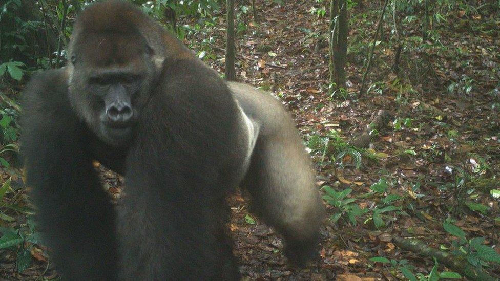 A silverback Cross River gorilla