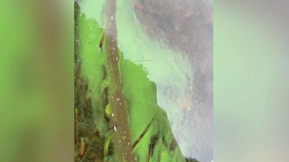 a-picture-of-some-green-algae-caused-by-pollution