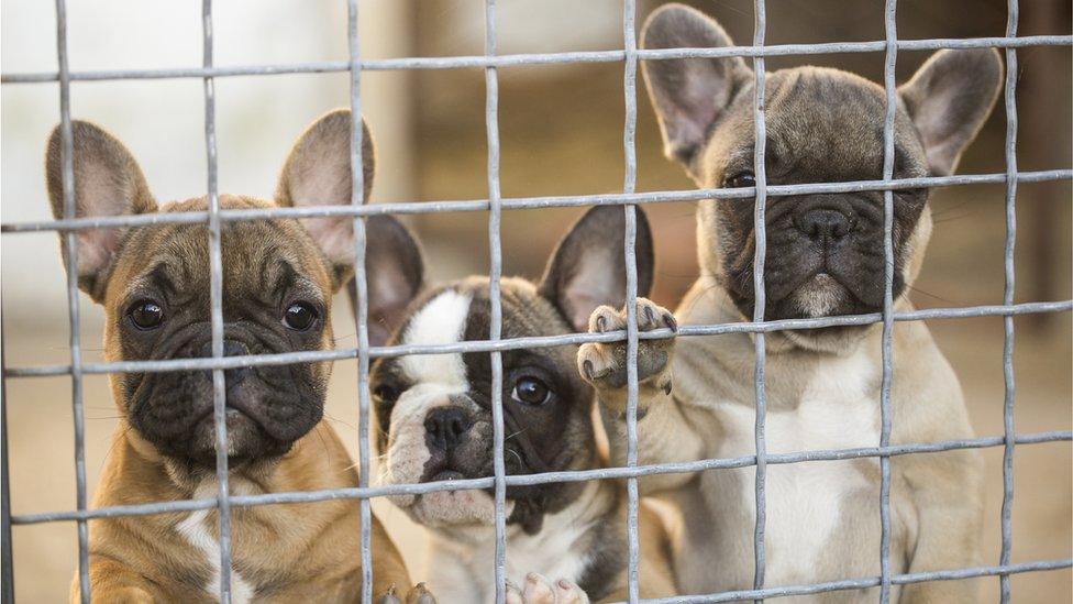 Three French bulldog puppies behind cage.