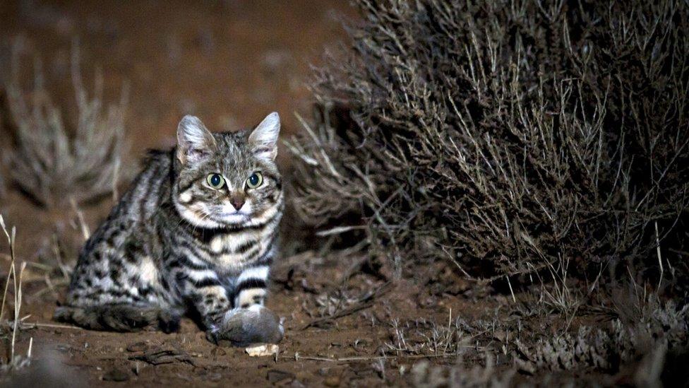 Black-footed cat