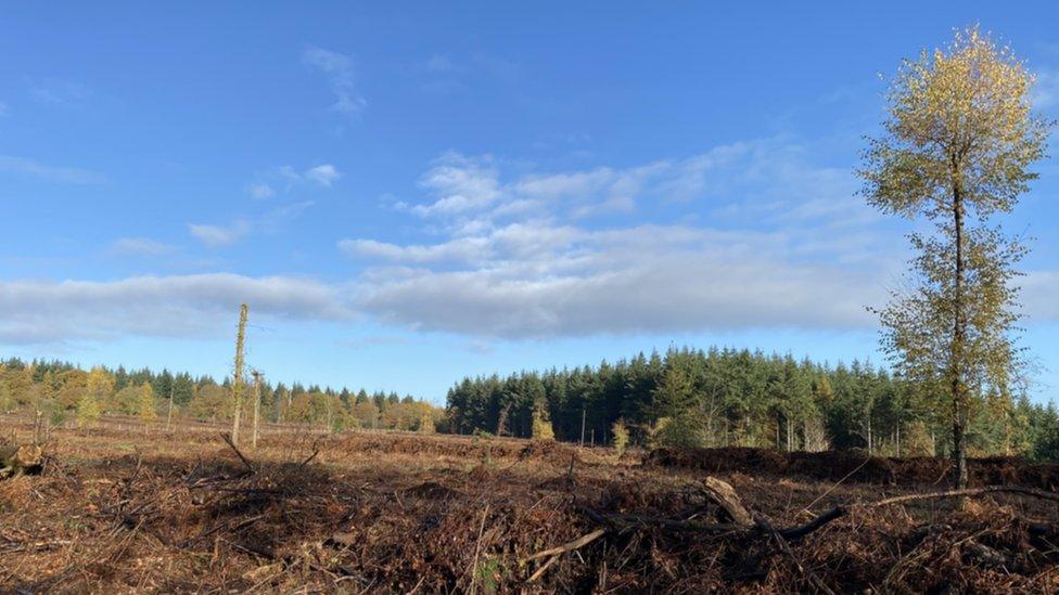 felled tree site in the Forest of Dean