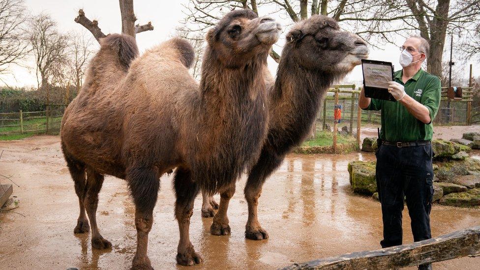 A photo of two camels at London zoo being counted by a zookeeper.