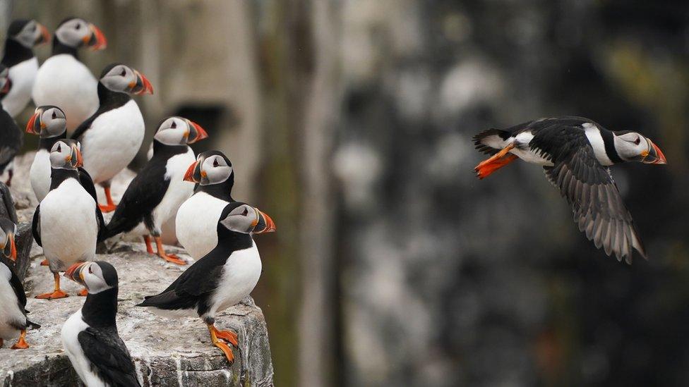 Puffins on the Farne Islands