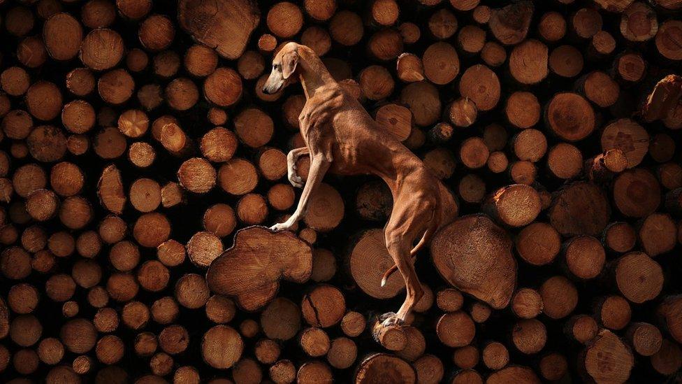 dog-climbing-logs.