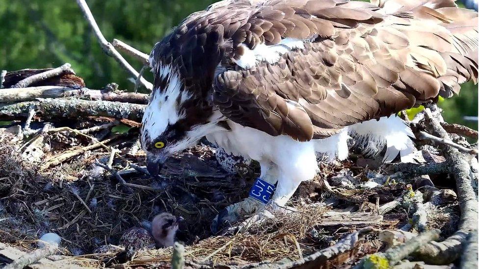 Osprey in a nest with a chick