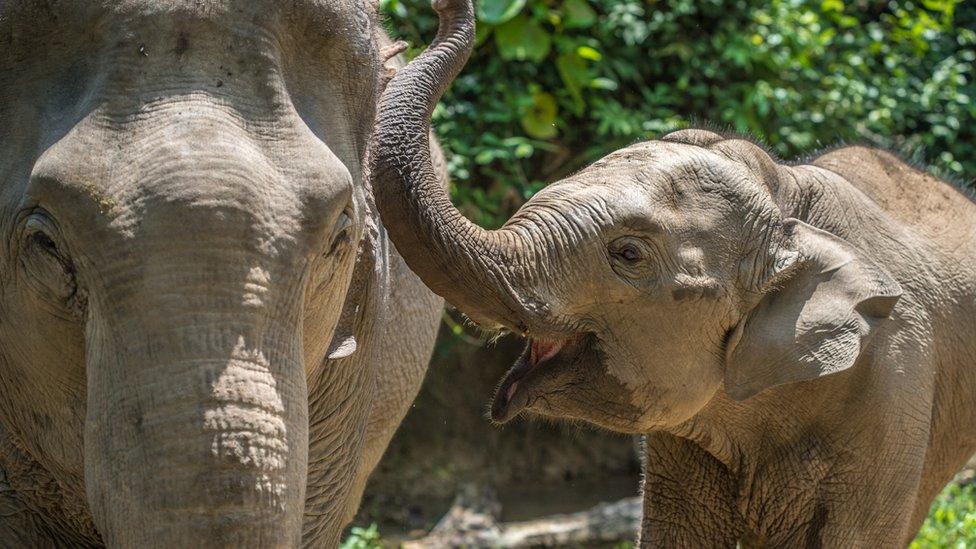 Elephants playing