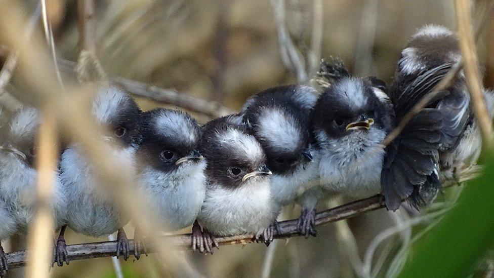 Birds on a branch