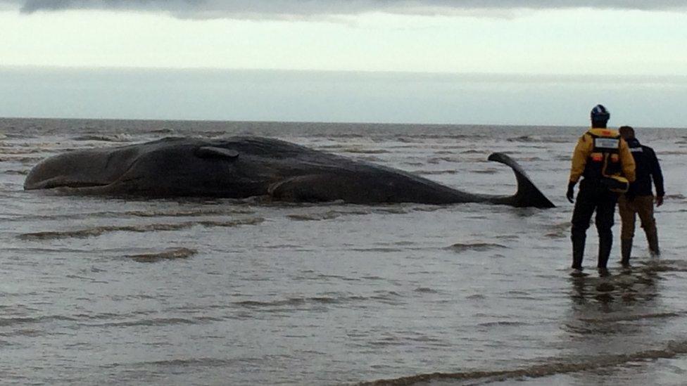 Partially submerged whale