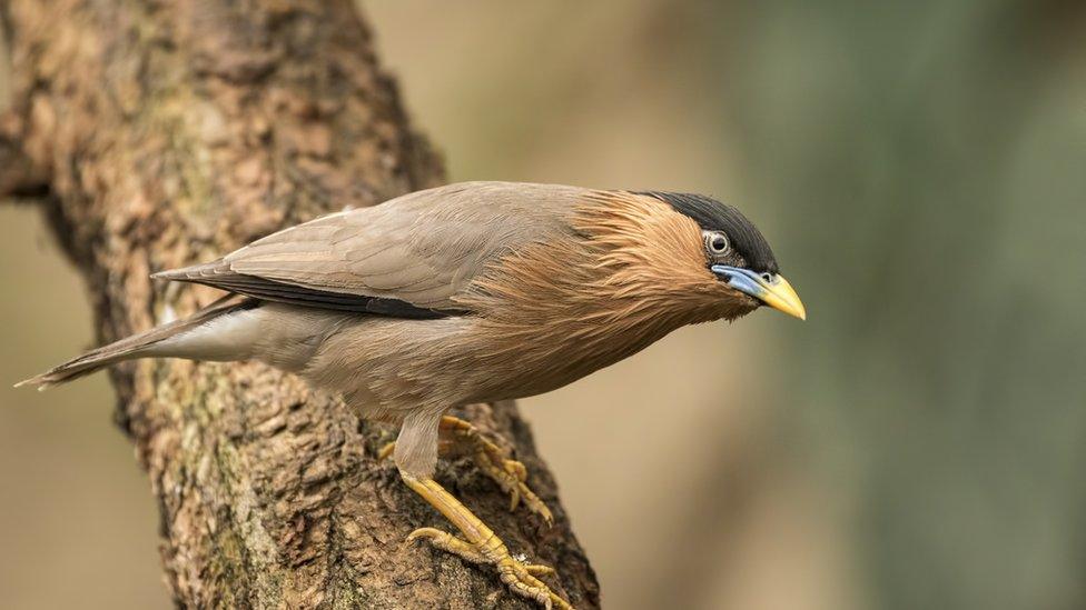 Brahminy starling