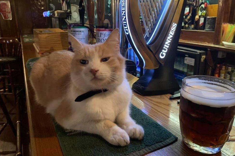 Wilbur having a pint