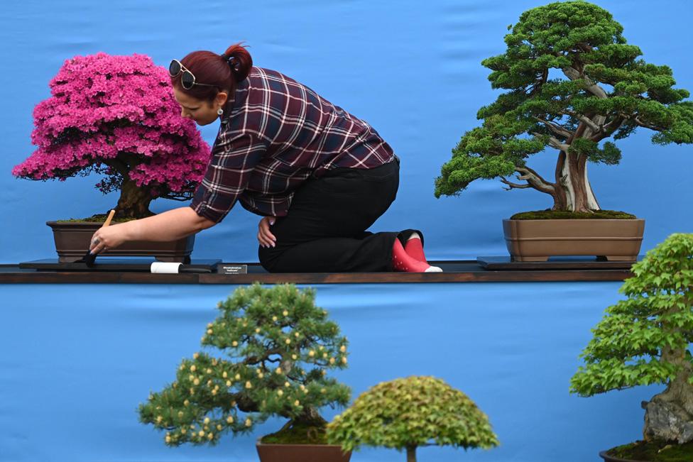 A woman dusts bonsai trees during preparations for the RHS Chelsea Flower Show 2023 in London, Britain, 21 May 2023.