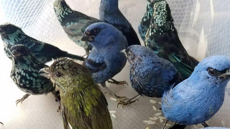 The small, brightly-coloured birds after being rescued from Hugo Conings' suitcase