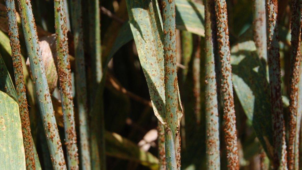 Stem rust infecting wheat