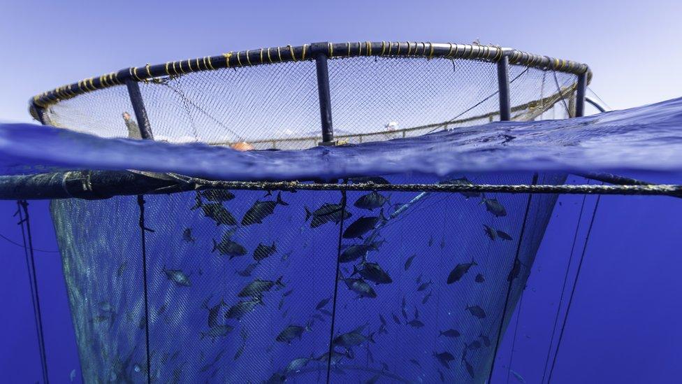 Big fishing net in the ocean