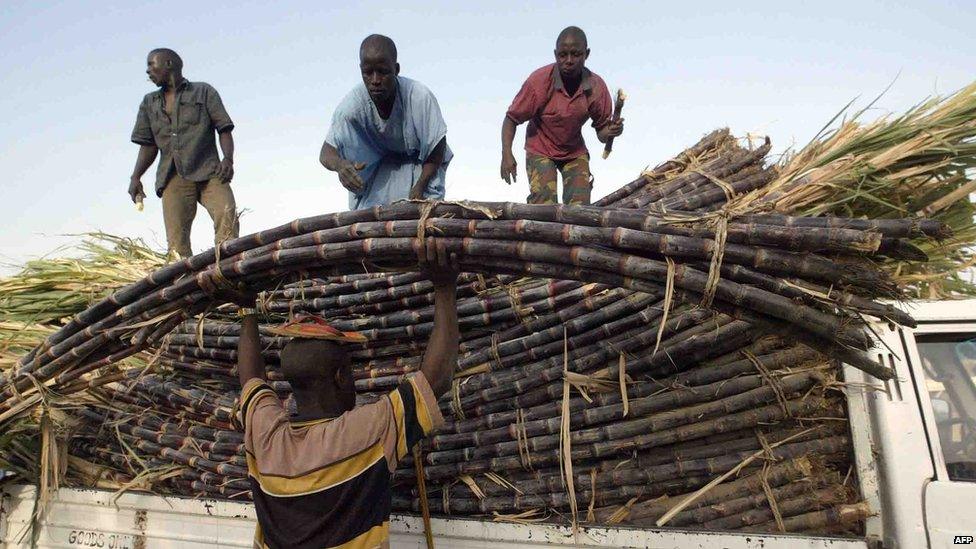 Workers on a sugar plantation