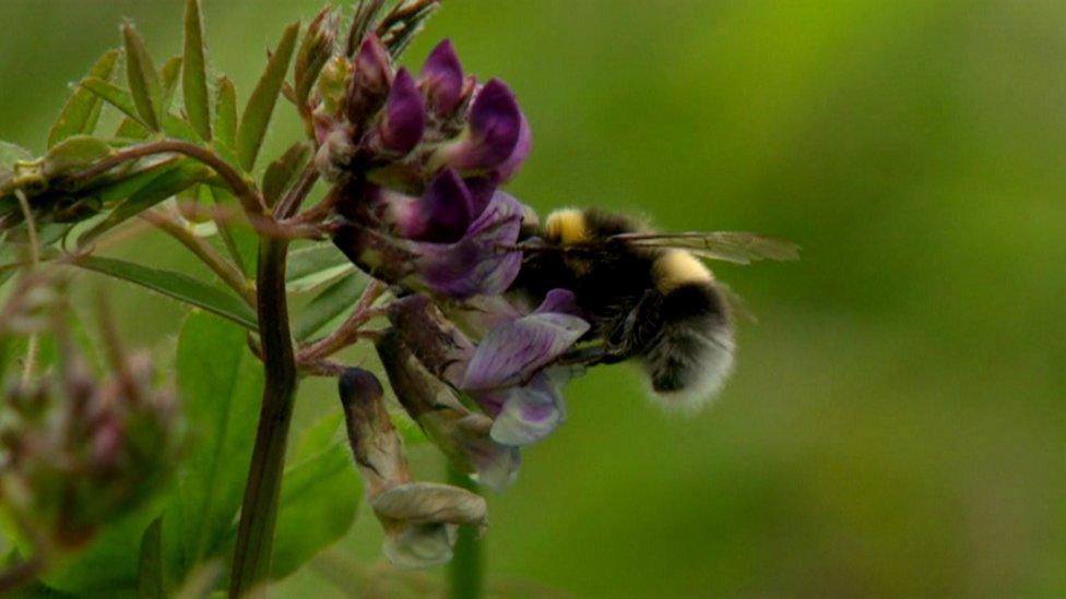 Bee on plant