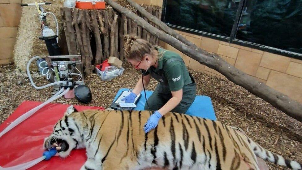 tiger being operated on by dentist