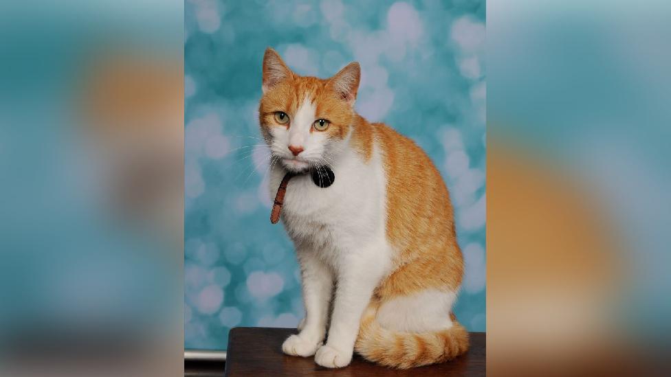 Ziggy crept into a school photoshoot and ended up with his own portrait