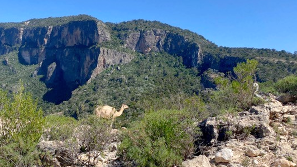 A camel on the Daallo Mountain, Somaliland