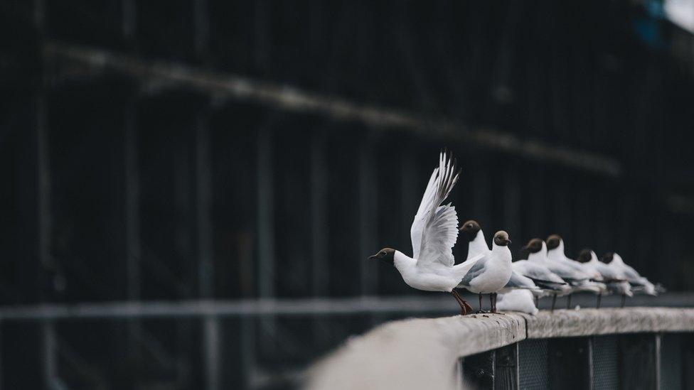 A number of birds sit on a railing at Dunston Staiths