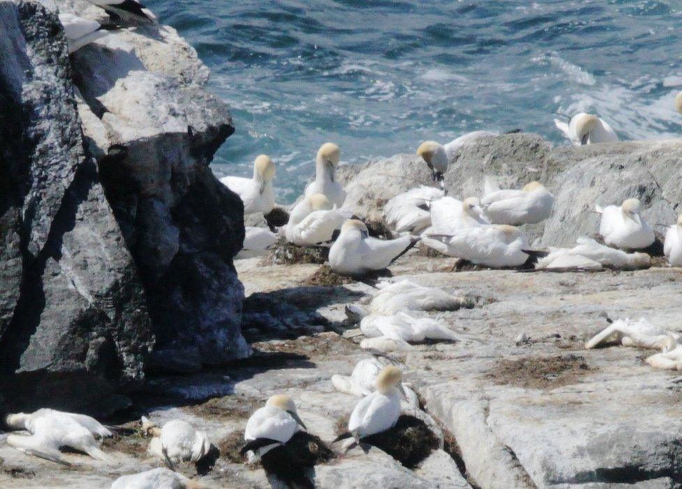 Birds in Shetland