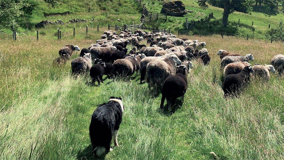 dog herding sheep