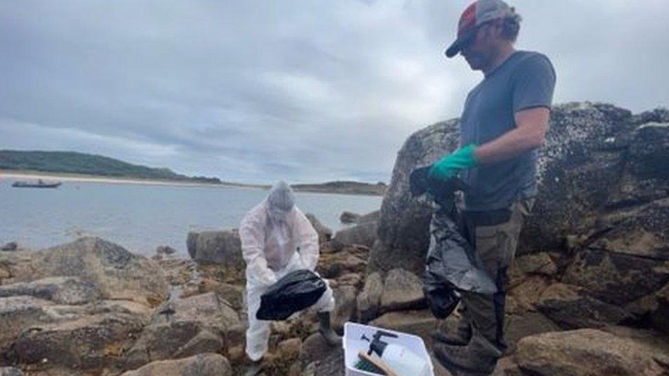 Collecting bird on Isles of Scilly