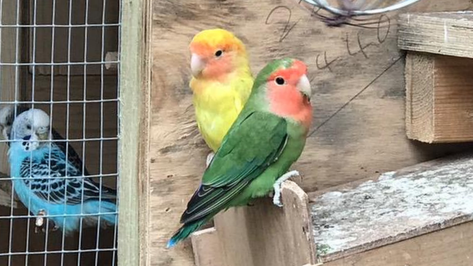 green, yellow and red birds